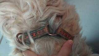 Sujo e cheio de carrapicho, c&atilde;ozinho &eacute; resgatado ap&oacute;s seguir mulher at&eacute; em casa