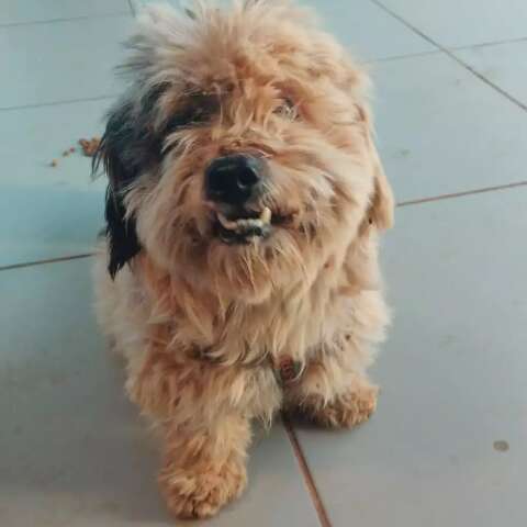Sujo e cheio de carrapicho, c&atilde;ozinho &eacute; resgatado ap&oacute;s seguir mulher at&eacute; em casa