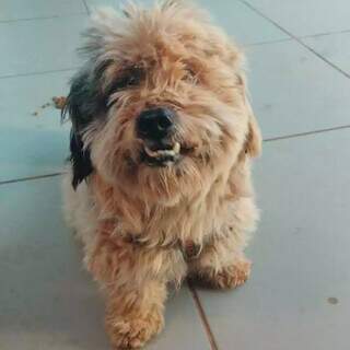 Sujo e cheio de carrapicho, c&atilde;ozinho &eacute; resgatado ap&oacute;s seguir mulher at&eacute; em casa