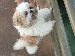 Assustado com fogos, Shih Tzu foge e est&aacute; desaparecido h&aacute; quatro dias 