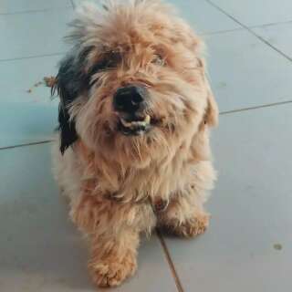 Sujo e cheio de carrapicho, c&atilde;ozinho &eacute; resgatado ap&oacute;s seguir mulher at&eacute; em casa