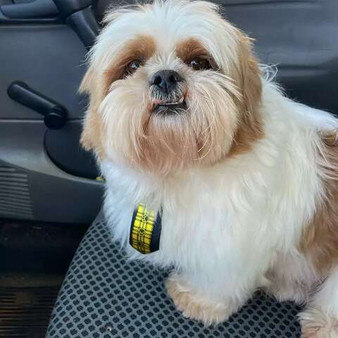 Fam&iacute;lia busca Scooby, c&atilde;o desaparecido no Coronel Antonino h&aacute; quatro dias