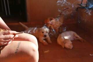 A fumaça do seu cigarro pode causar câncer nasal nos cães e gatos A fumaça do seu cigarro pode causar câncer nasal nos cães e gatos