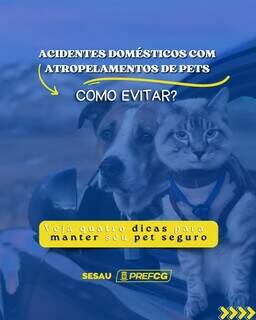 CCZ alerta: como evitar fugas e acidentes com pets em casa