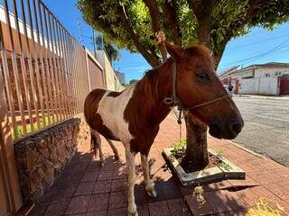 Cavalo solto corre pelas ruas do Centro e &eacute; resgatado por funcion&aacute;rio de obra
