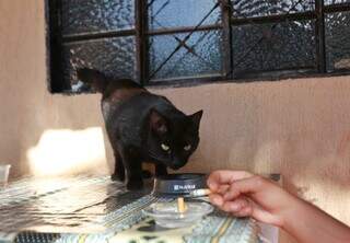 A fumaça do seu cigarro pode causar câncer nasal nos cães e gatos A fumaça do seu cigarro pode causar câncer nasal nos cães e gatos