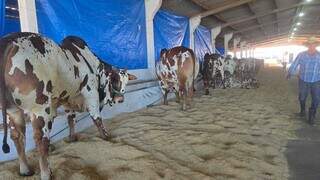 Com homenagem a Eduardo Riedel e rodeio, 59&ordf; Expoagro come&ccedil;a hoje