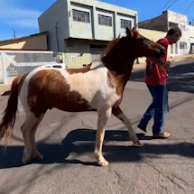 Cavalo solto corre pelas ruas do Centro e &eacute; resgatado por funcion&aacute;rio de obra