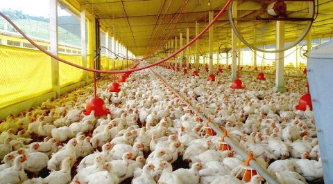 Setor av&iacute;cola bate recorde com 49,6 mil toneladas de frango exportadas