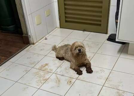 Mancha na orelha permite identifica&ccedil;&atilde;o de Teddy ap&oacute;s 8 dias sumido