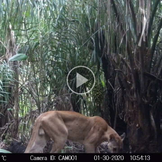 On&ccedil;a-parda magra e macaco curioso s&atilde;o flagrados por c&acirc;meras no Pantanal