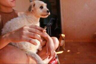 A fumaça do seu cigarro pode causar câncer nasal nos cães e gatos