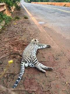 Filhote de jaguatirica morre ao ser atropelado em Para&iacute;so das &Aacute;guas