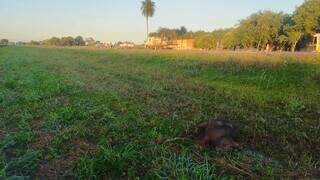 Passageira morre ap&oacute;s carro atropelar capivara e bater em coqueiro
