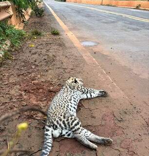 Filhote de jaguatirica morre ao ser atropelado em Para&iacute;so das &Aacute;guas
