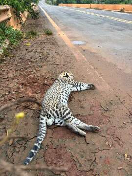 Filhote de jaguatirica morre ao ser atropelado em Paraíso das Águas