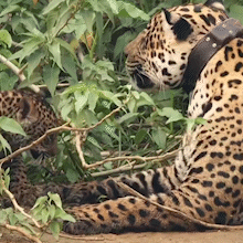 Surya e Dakari protagonizam momentos de carinho no Pantanal 