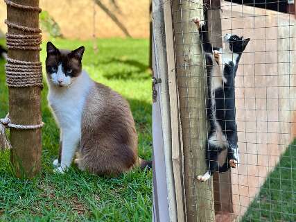 Fam&iacute;lia cria &#039;para&iacute;so felino&#039; de 89 m&sup2; para garantir o bem-estar dos gatos