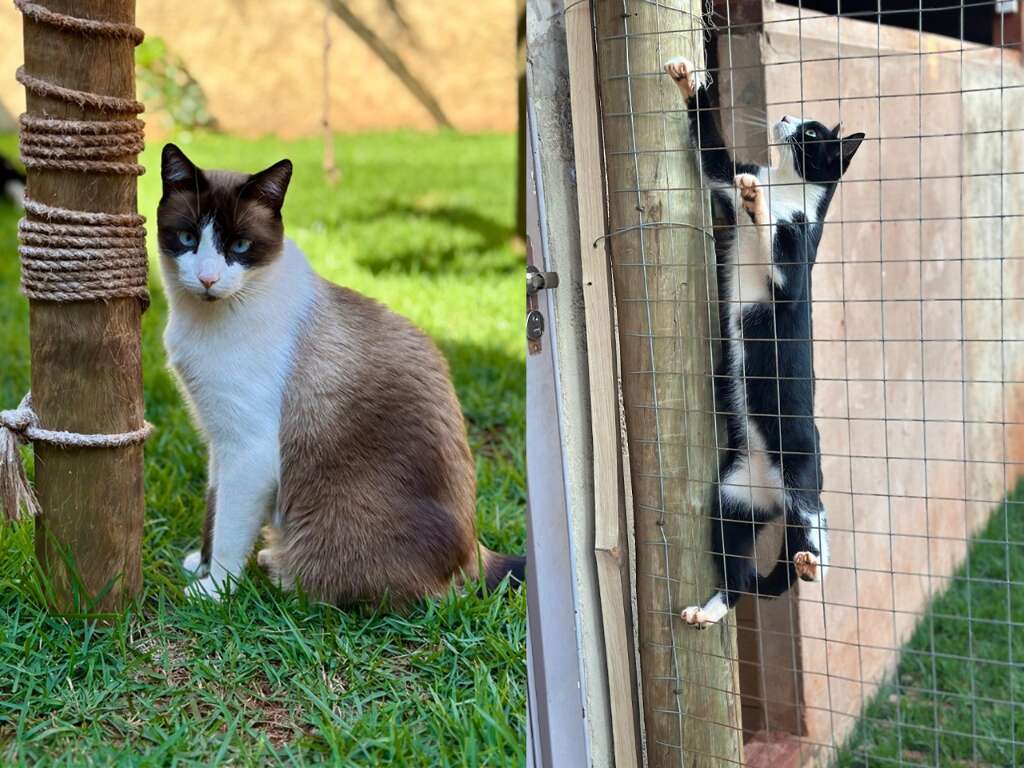 Família cria 'paraíso felino' de 89 m² para garantir o bem-estar dos gatos