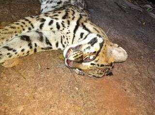 Suspeita &eacute; que jaguatirica morta na Capital foi atropelada
