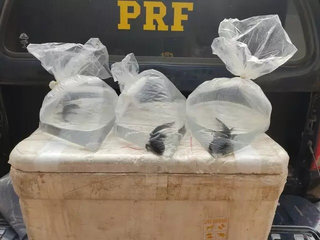 Axolotes nascidos no Bioparque s&atilde;o transferidos para o RJ