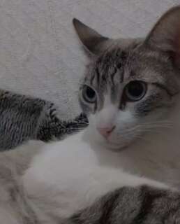Gato com miado que imita crian&ccedil;a chamando &quot;mam&atilde;e&quot; est&aacute; desaparecido no Centro