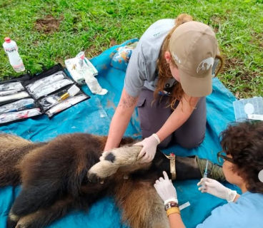 Queimadas e desmatamento podem ter levado Influenza aos tamandu&aacute;s do Pantanal