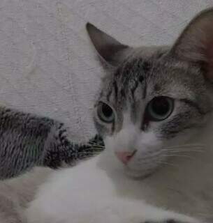 Gato com miado que imita crian&ccedil;a chamando &quot;mam&atilde;e&quot; est&aacute; desaparecido no Centro