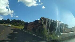 Carreta com 101 bezerros tomba na MS-436 e motorista fica ferido