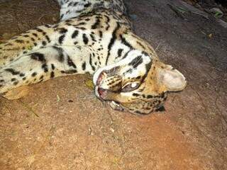 Jaguatirica &eacute; encontrada morta em bairro da Capital