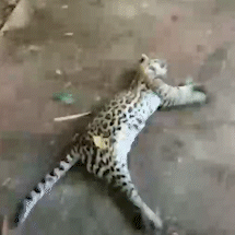 Jaguatirica &eacute; encontrada morta no Z&eacute; Pereira