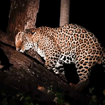 Bi&oacute;logo registra momento em que on&ccedil;a-pintada repousa em galho no Pantanal