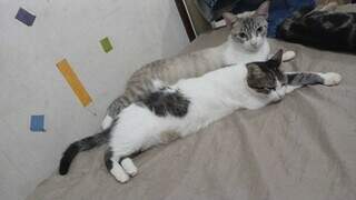 Gato com miado que imita crian&ccedil;a chamando &quot;mam&atilde;e&quot; est&aacute; desaparecido no Centro