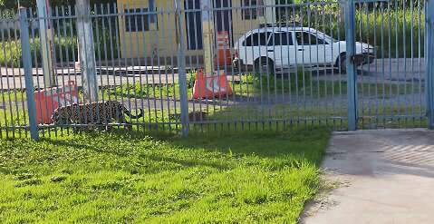 Corumb&aacute; orienta moradores de beira rio a conviver com a presen&ccedil;a de on&ccedil;as