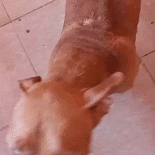 Pitbull resgatado de maus-tratos ganha nova vida e busca fam&iacute;lia adotiva