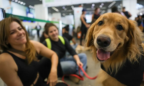 Empresas a&eacute;reas podem negar embarque de c&atilde;es de apoio emocional
