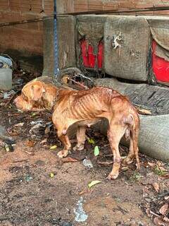 Pitbull resgatado de maus-tratos ganha nova vida e busca fam&iacute;lia adotiva