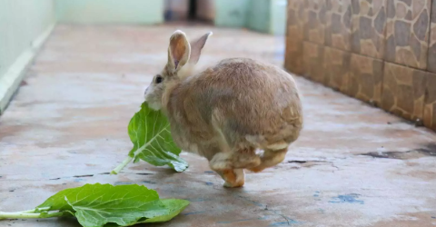 D&aacute; para ter coelho sem condenar o bicho a viver dentro de uma gaiola
