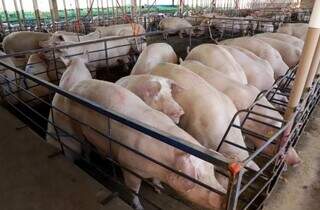 MS já produziu 315 mil toneladas de carne suína e prevê crescimento de 10% MS já produziu 315 mil toneladas de carne suína e prevê crescimento de 10%