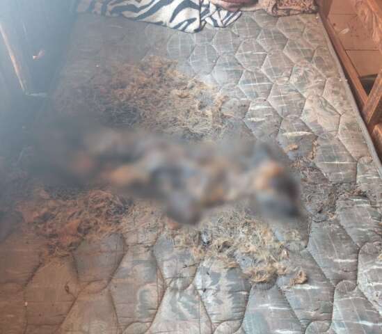 C&atilde;ozinho abandonado &eacute; encontrado em decomposi&ccedil;&atilde;o sobre colch&atilde;o