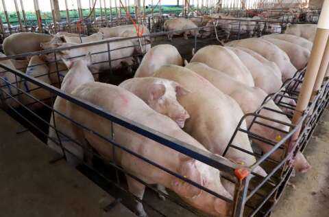 MS j&aacute; produziu 315 mil toneladas de carne su&iacute;na e prev&ecirc; crescimento de 10%