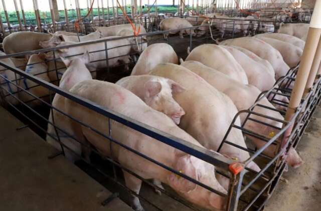 MS j&aacute; produziu 315 mil toneladas de carne su&iacute;na e prev&ecirc; crescimento de 10%