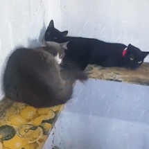 Gatos abandonados em condom&iacute;nio s&atilde;o microchipados e ganham lares