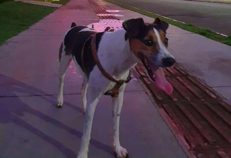 Fam&iacute;lia busca cachorro idoso com problemas de vis&atilde;o desaparecido na Capital