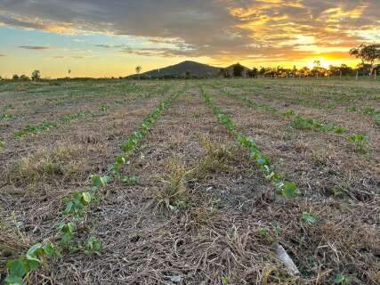 Centro de pesquisa rural voltado &agrave; Rota Bioce&acirc;nica ser&aacute; inaugurado no s&aacute;bado