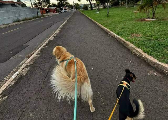 Veterin&aacute;rio alerta: falta de passeios pode deixar seu c&atilde;o doente