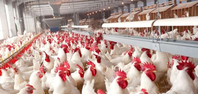 Uni&atilde;o Europeia tamb&eacute;m suspende compra de frango brasileiro