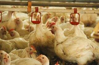 China suspende compra de frango no Brasil e "bloqueio" preocupa MS China suspende compra de frango no Brasil e "bloqueio" preocupa MS