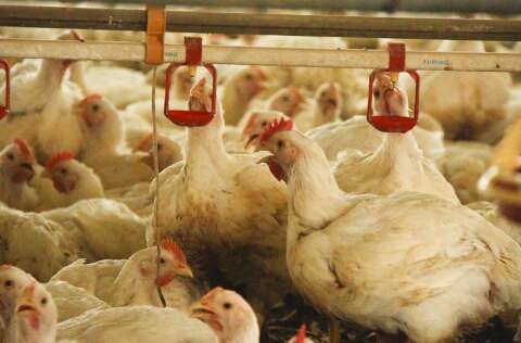 China suspende compra de frango no Brasil e &quot;bloqueio&quot; preocupa MS