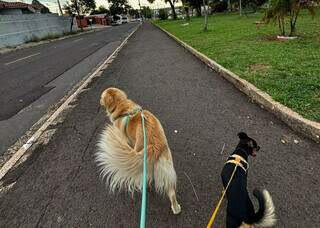 Veterinário alerta: falta de passeios pode deixar seu cão doente Veterinário alerta: falta de passeios pode deixar seu cão doente